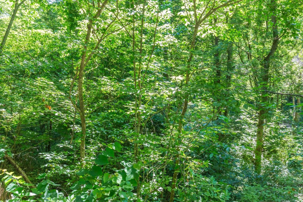 Decorative background for River’s Edge Tract 5 image 9