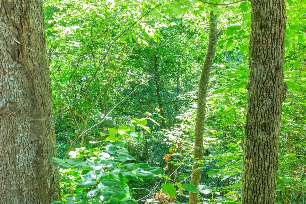 Decorative background for River’s Edge Tract 5 image 10