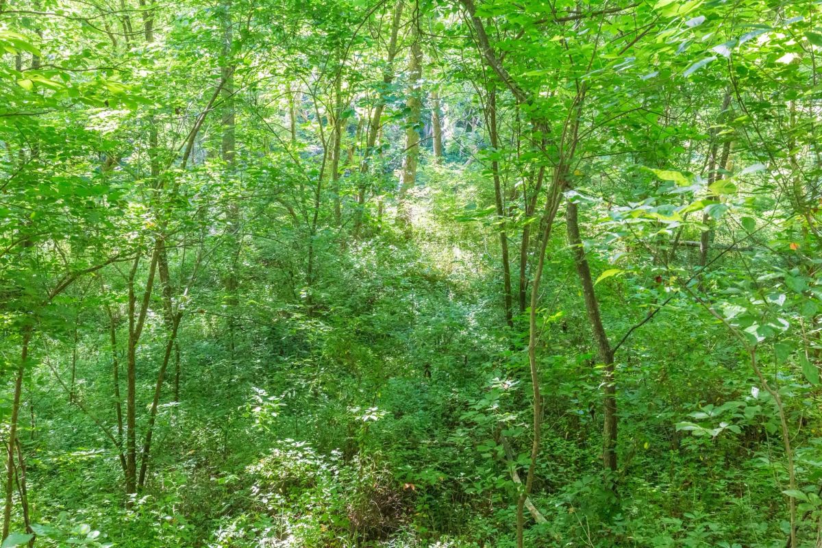 Decorative background for River’s Edge Tract 5 image 11