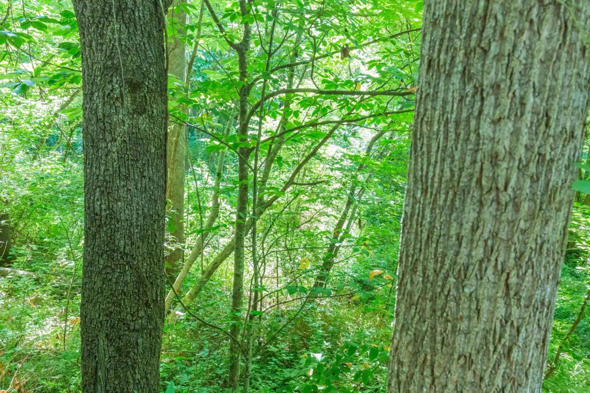 Decorative background for River’s Edge Tract 5 image 12
