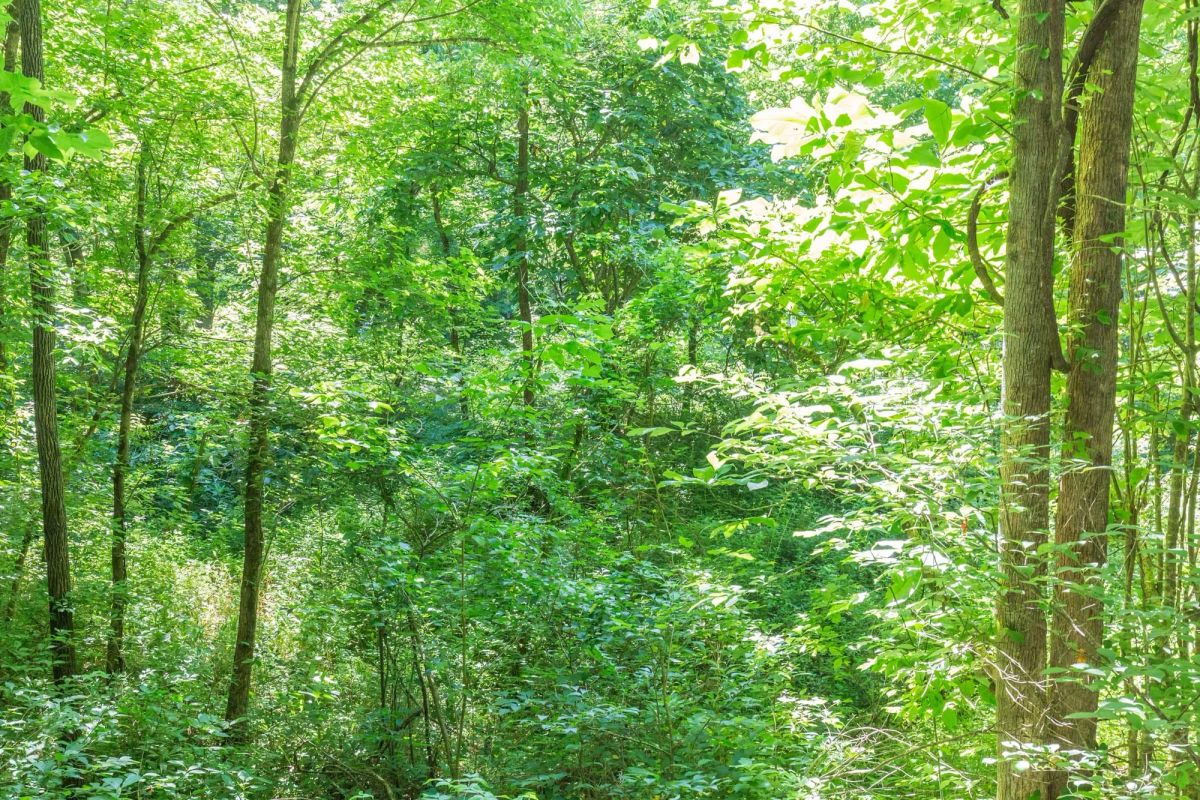 Decorative background for River’s Edge Tract 5 image 13