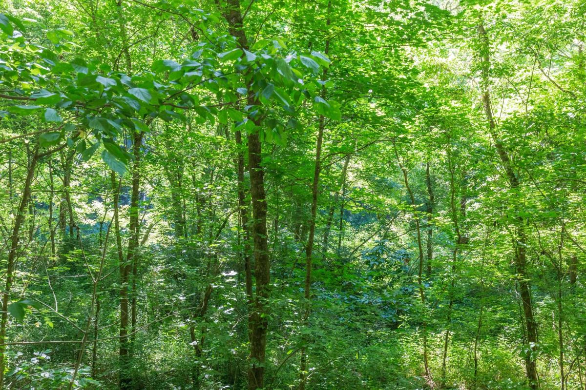Decorative background for River’s Edge Tract 5 image 14