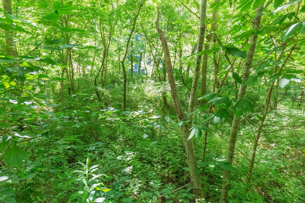 Decorative background for River’s Edge Tract 5 image 15