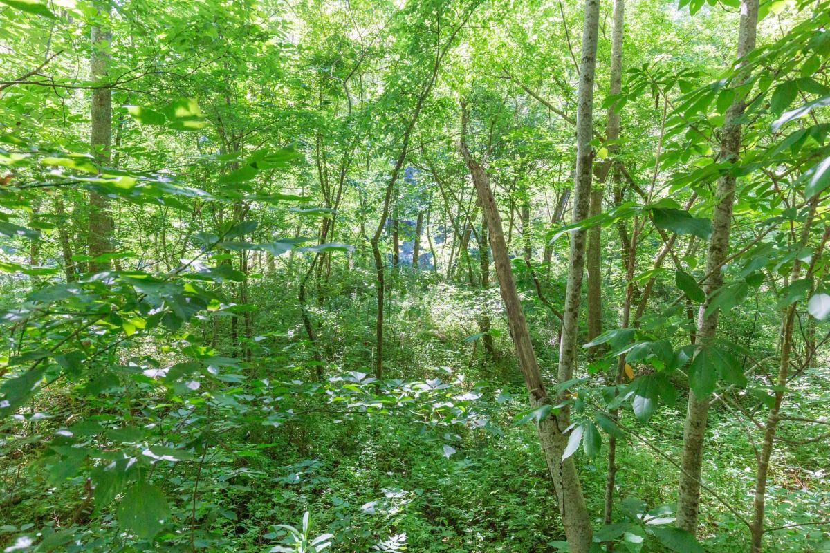 Decorative background for River’s Edge Tract 5 image 16