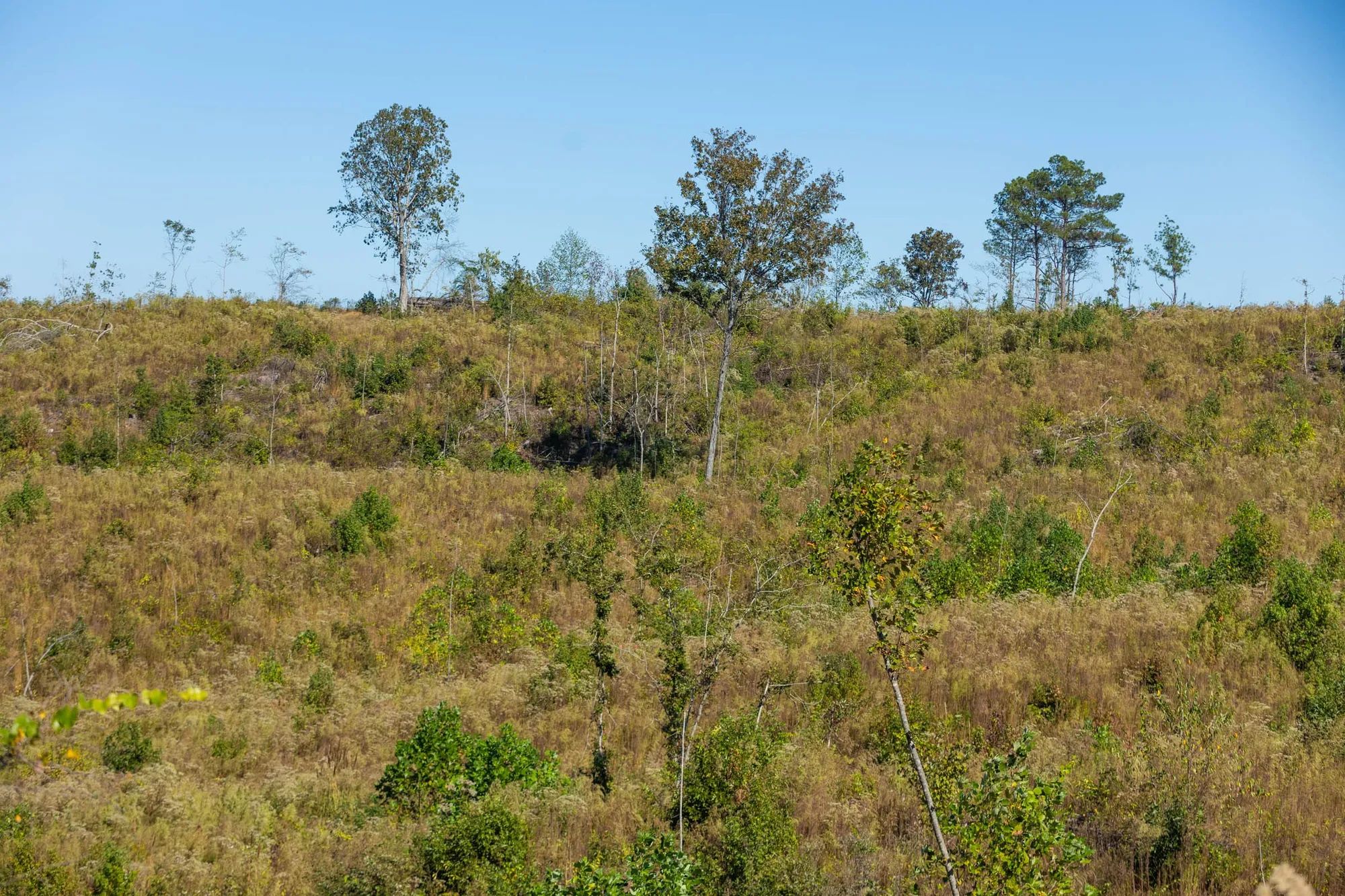 Meyer’s Ridge Tract 19 in Attala County, MS