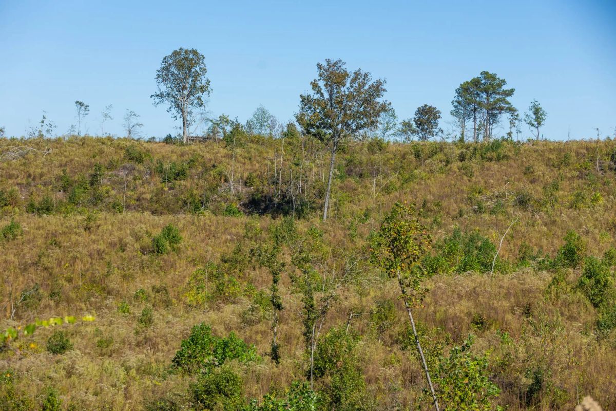 Meyer’s Ridge Tract 19 - Main image