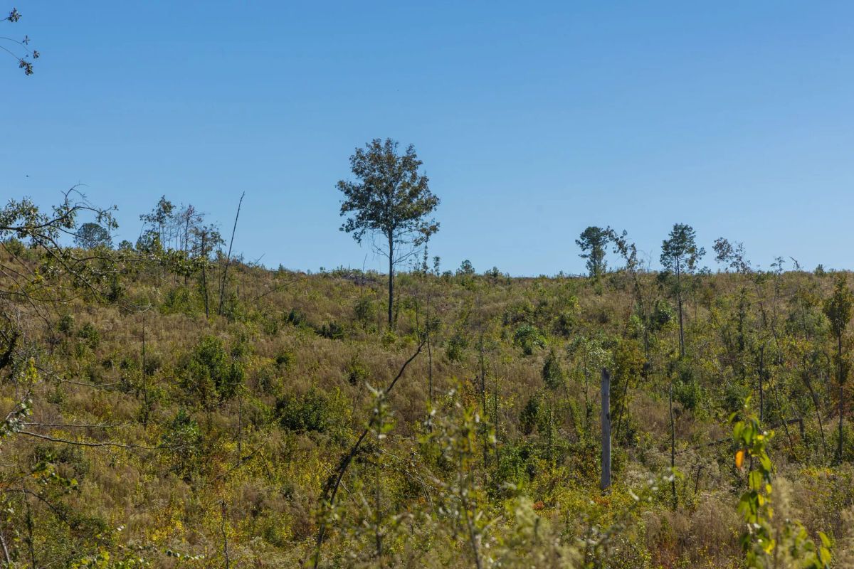 Decorative background for Meyer’s Ridge Tract 19 image 6