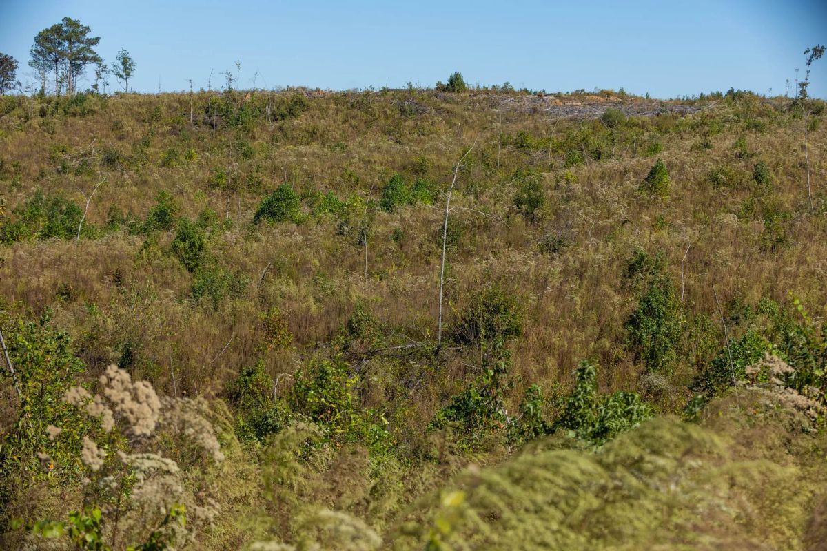 Decorative background for Meyer’s Ridge Tract 19 image 7