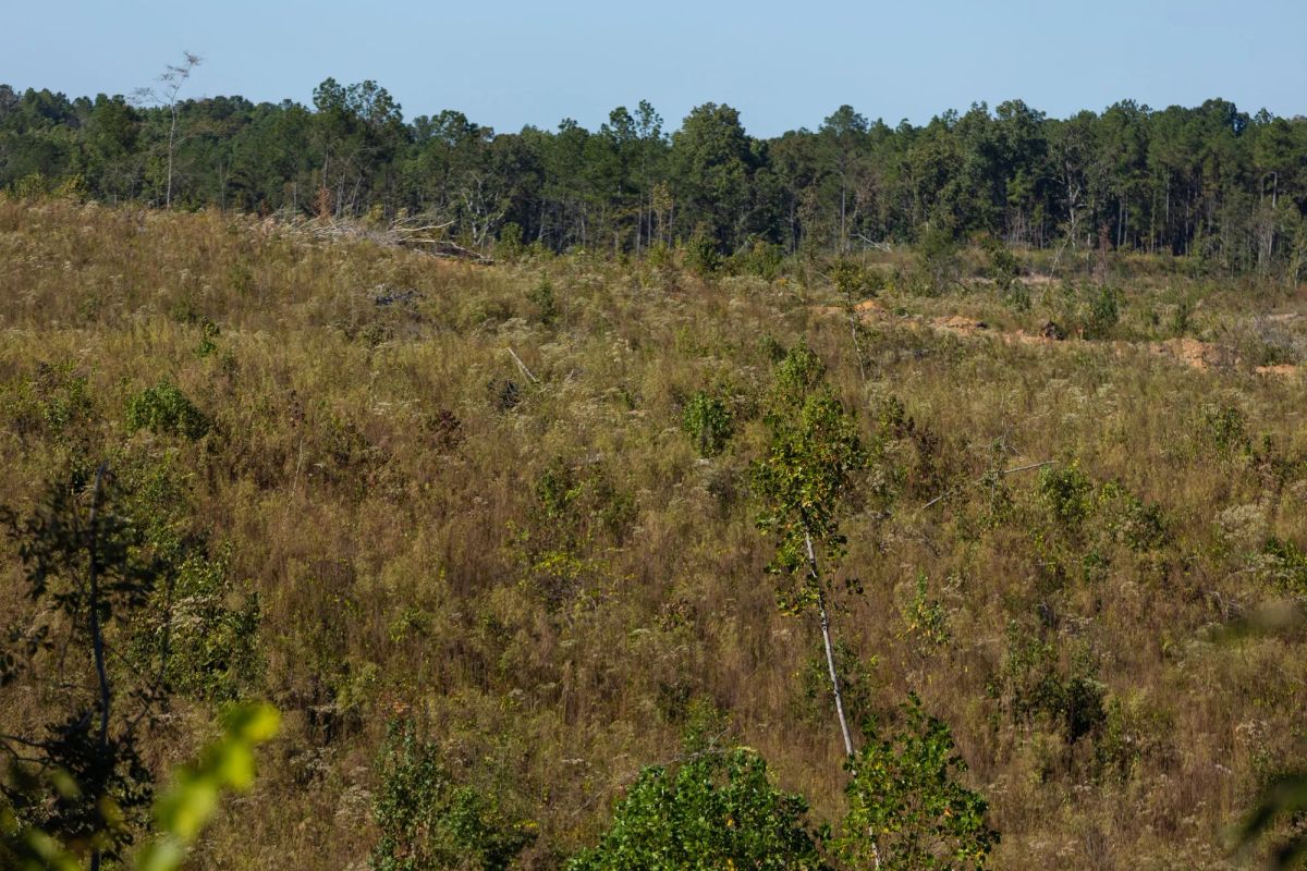 Decorative background for Meyer’s Ridge Tract 19 image 9