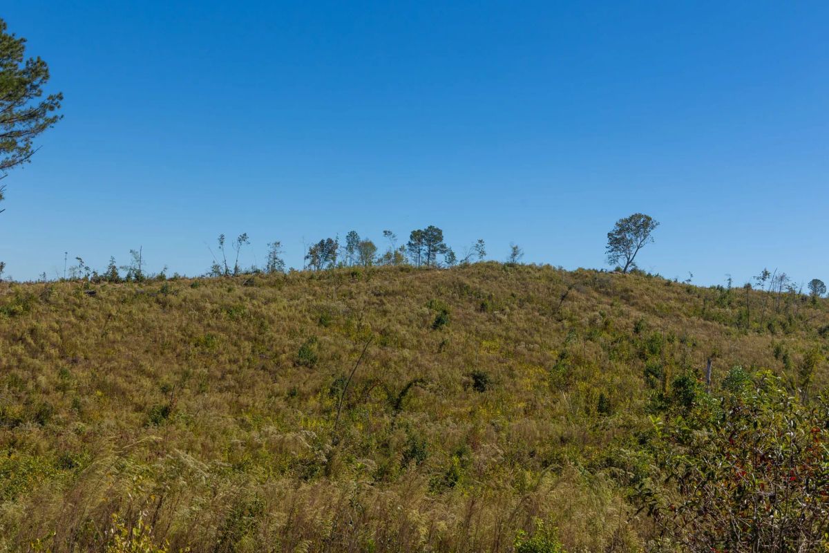 Decorative background for Meyer’s Ridge Tract 19 image 12