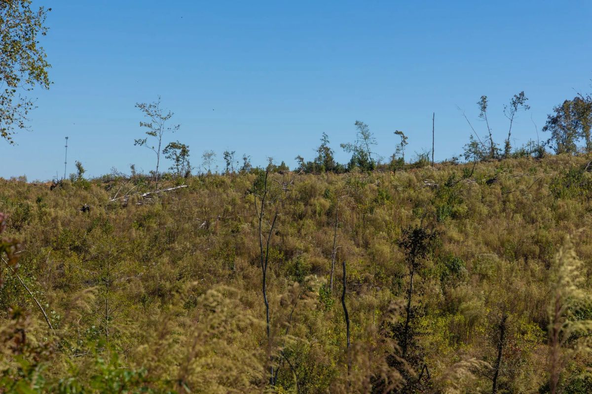 Decorative background for Meyer’s Ridge Tract 19 image 13