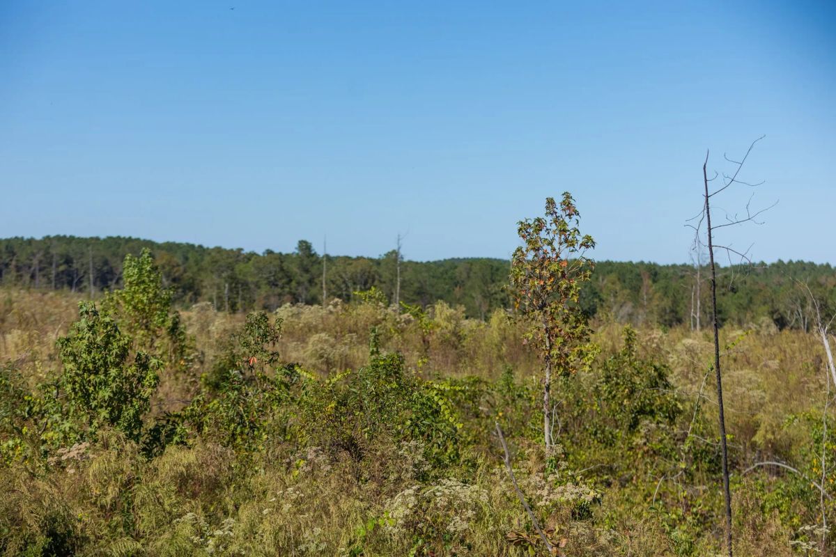 Decorative background for Meyer’s Ridge Tract 19 image 14