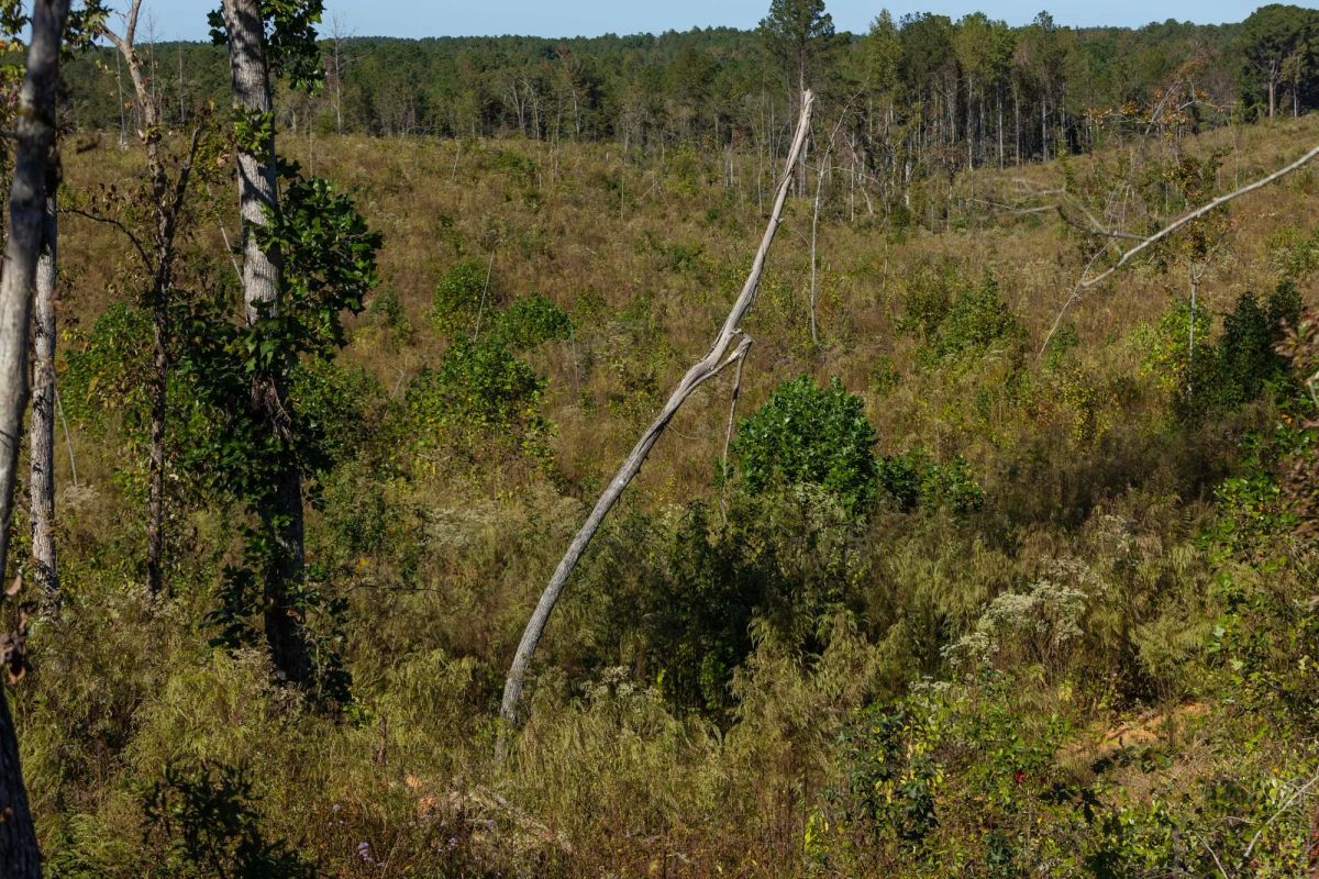 Decorative background for Meyer’s Ridge Tract 19 image 16