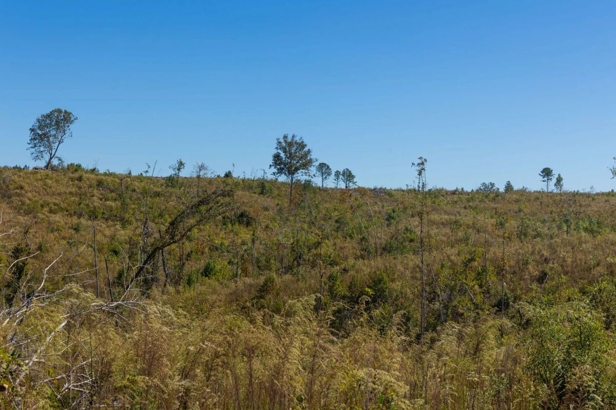 Decorative background for Meyer’s Ridge Tract 19 image 17