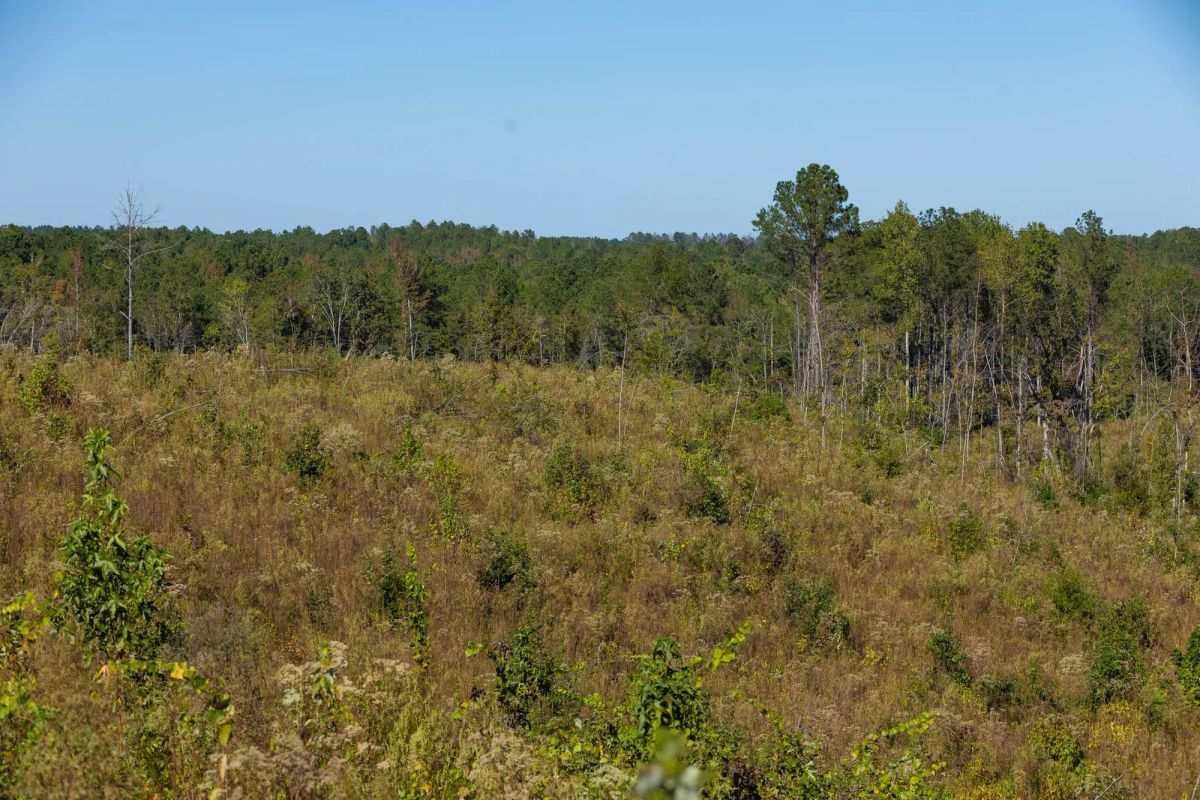 Decorative background for Meyer’s Ridge Tract 19 image 18