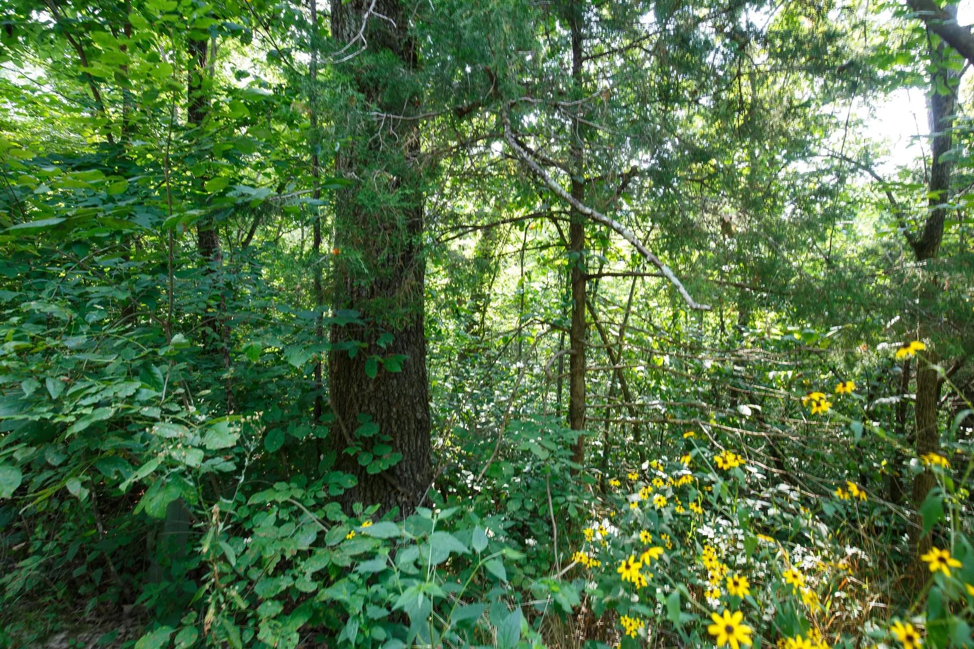 Spring Lake Plat 2 Tract 11 in Miller County, MO