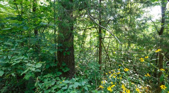 Spring Lake Plat 2 Tract 11 in Miller County, MO
