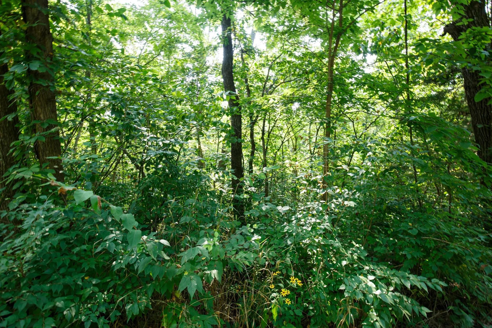 Spring Lake Plat 2 Tract 11 in Miller County, MO