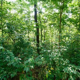 Spring Lake Plat 2 Tract 11 in Miller County, MO