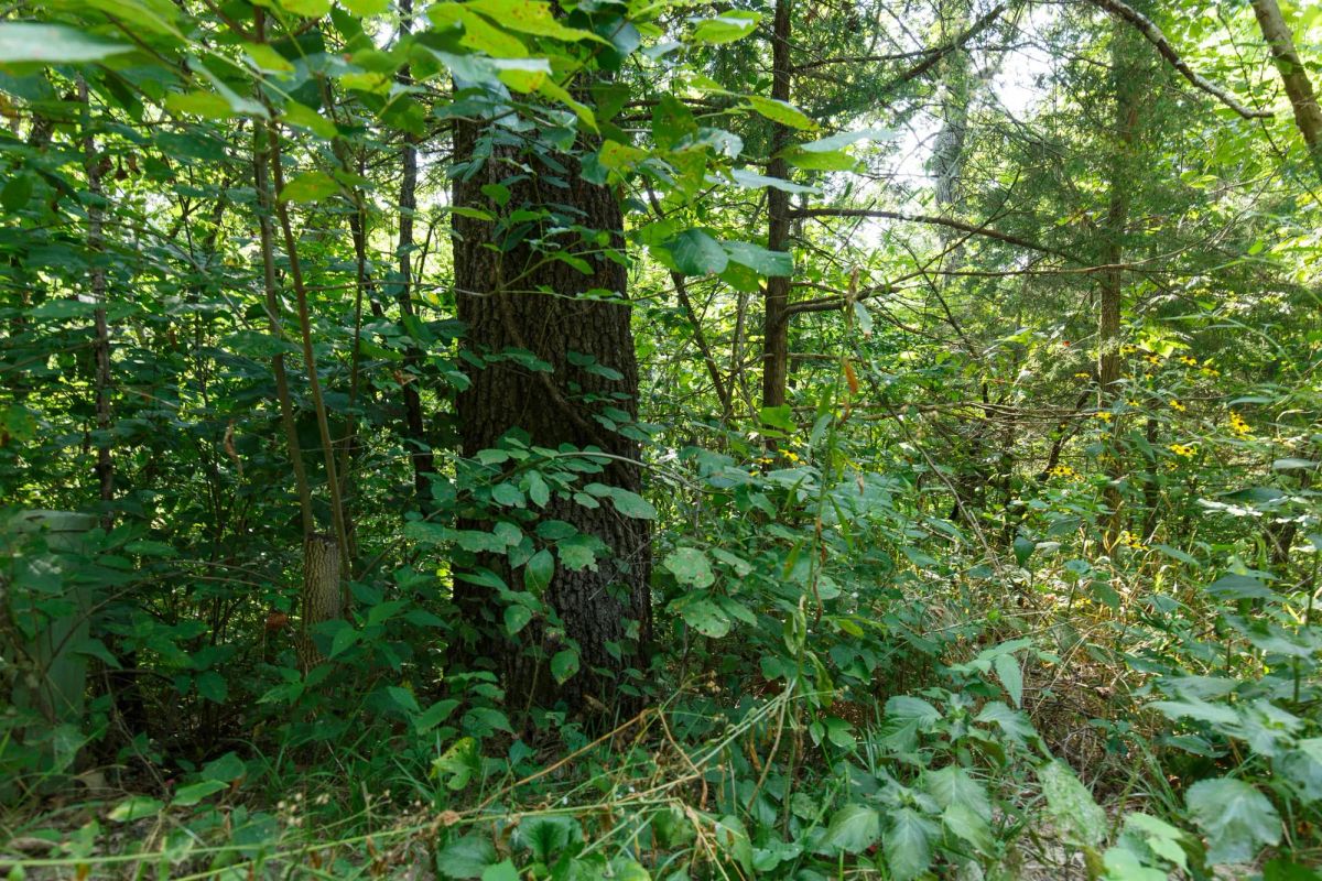 Spring Lake Plat 2 Tract 11 - Image 4