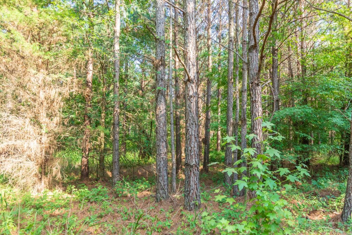 Whiskey Ridge Tract 57 - Image 2