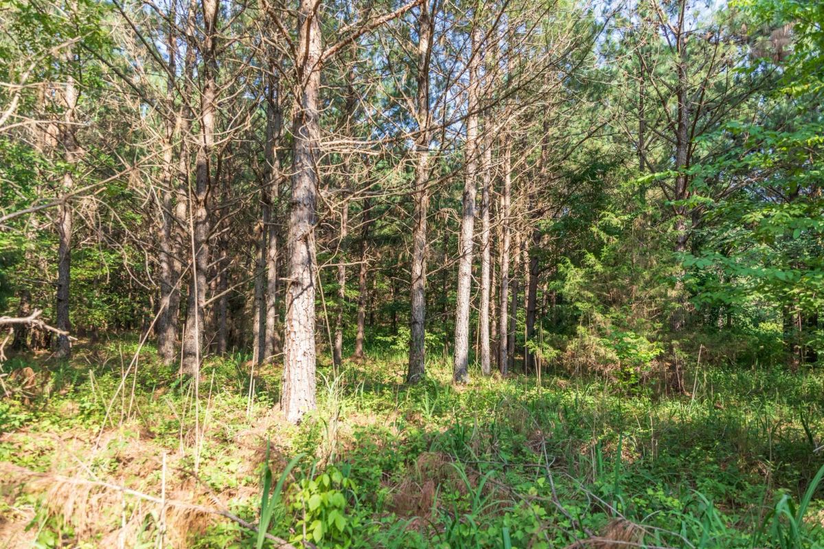 Decorative background for Whiskey Ridge Tract 57 image 5