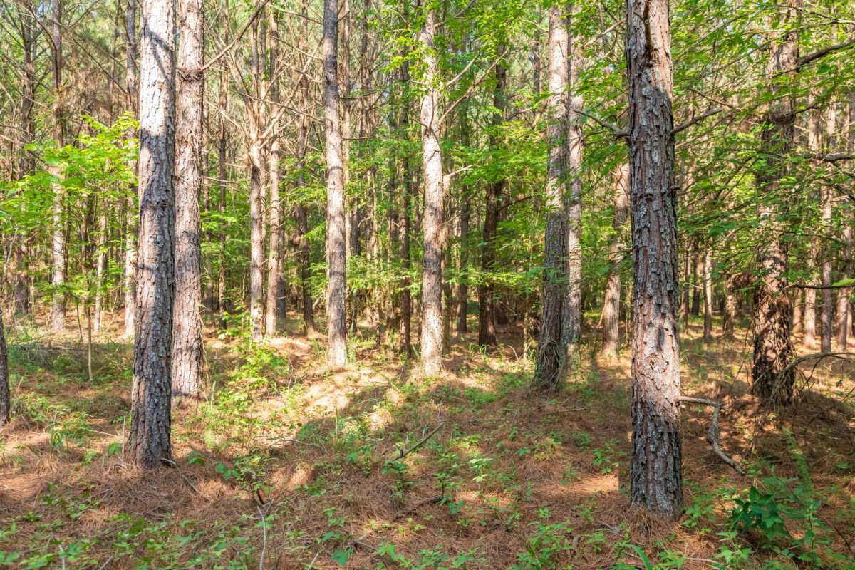 Decorative background for Whiskey Ridge Tract 57 image 6