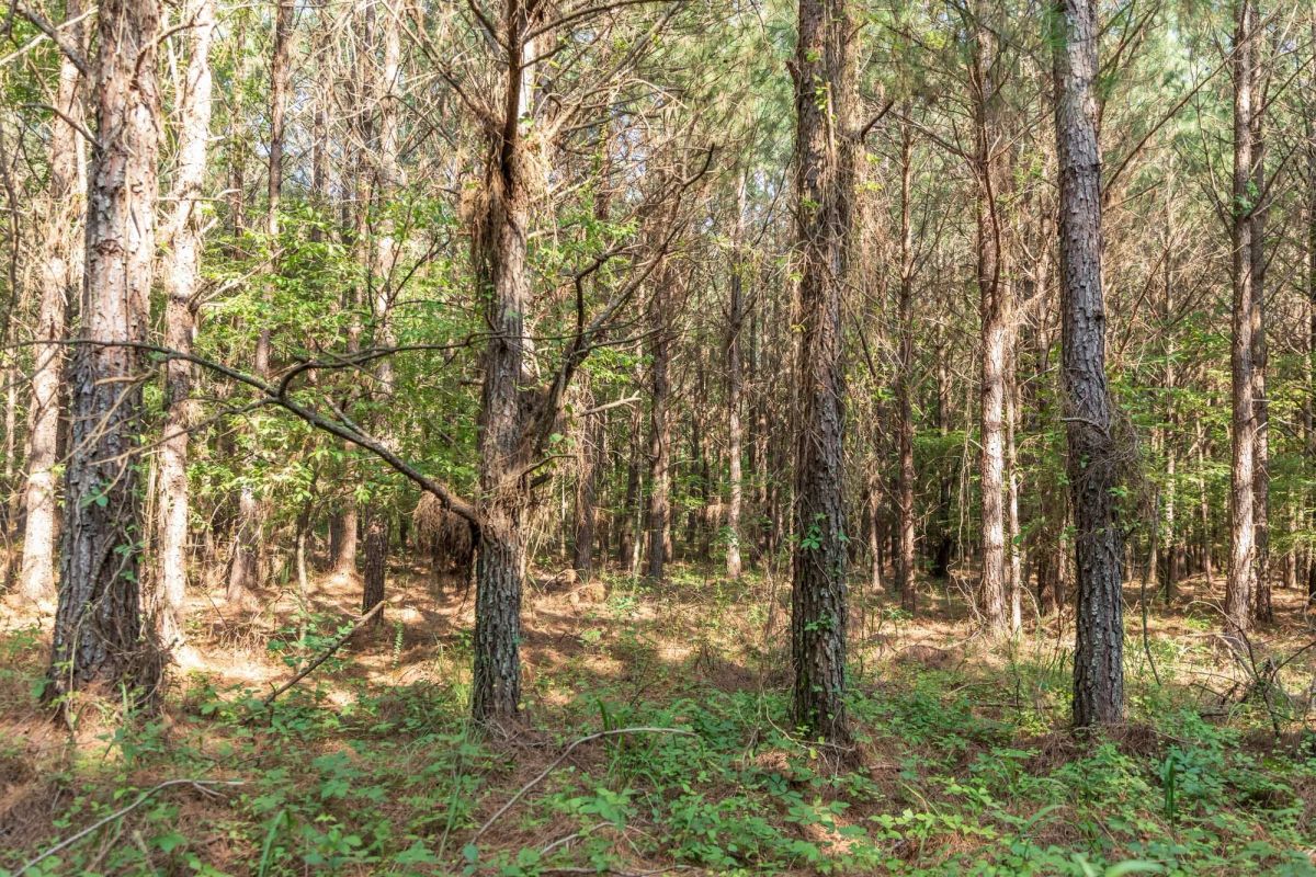 Decorative background for Whiskey Ridge Tract 57 image 7