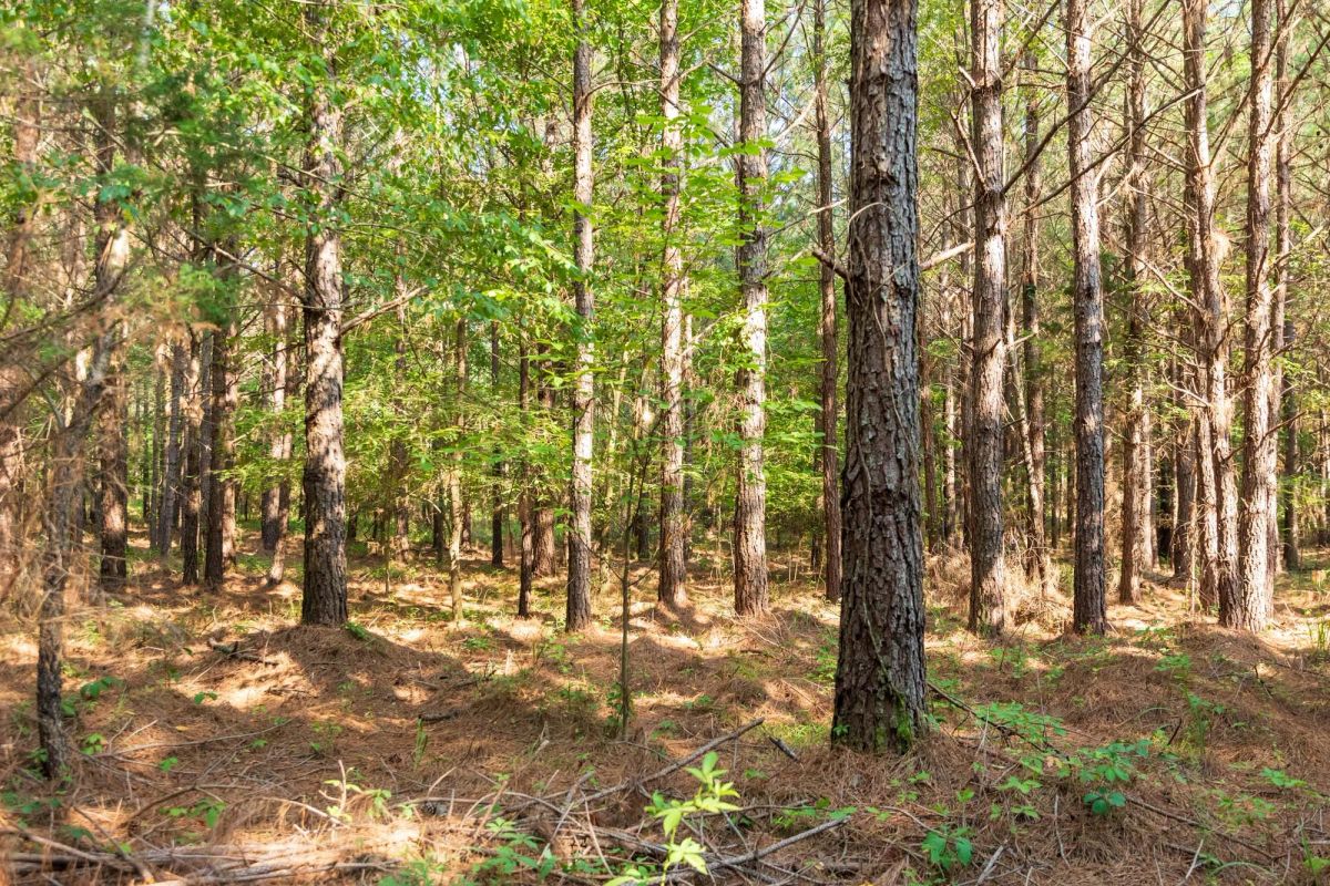 Decorative background for Whiskey Ridge Tract 57 image 9