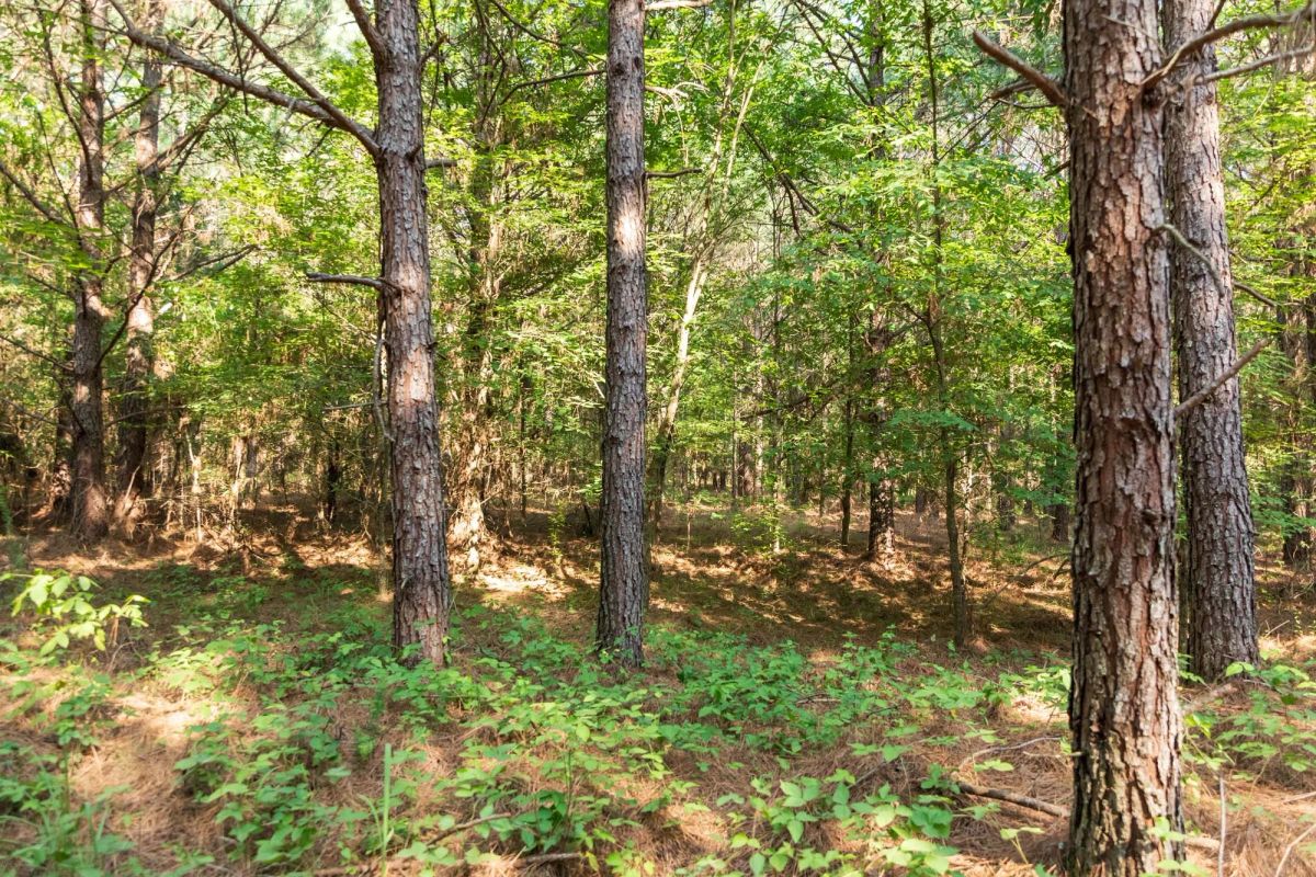 Decorative background for Whiskey Ridge Tract 57 image 10
