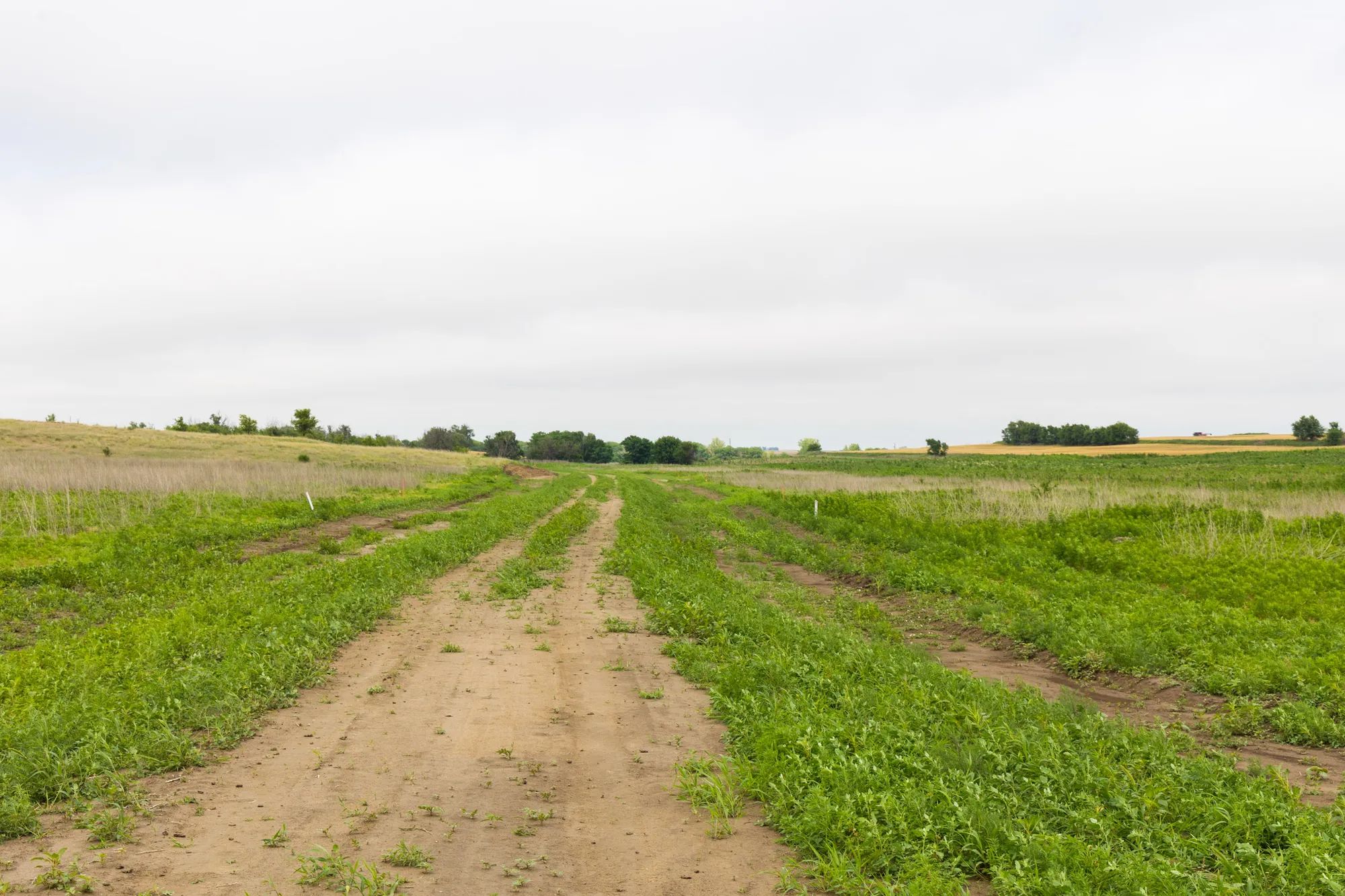 Crandall's Corner Tract 14 in Graham County, KS