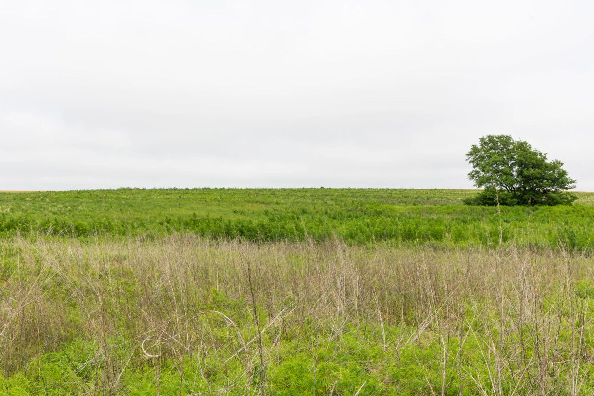 Decorative background for Crandall's Corner Tract 14 image 6