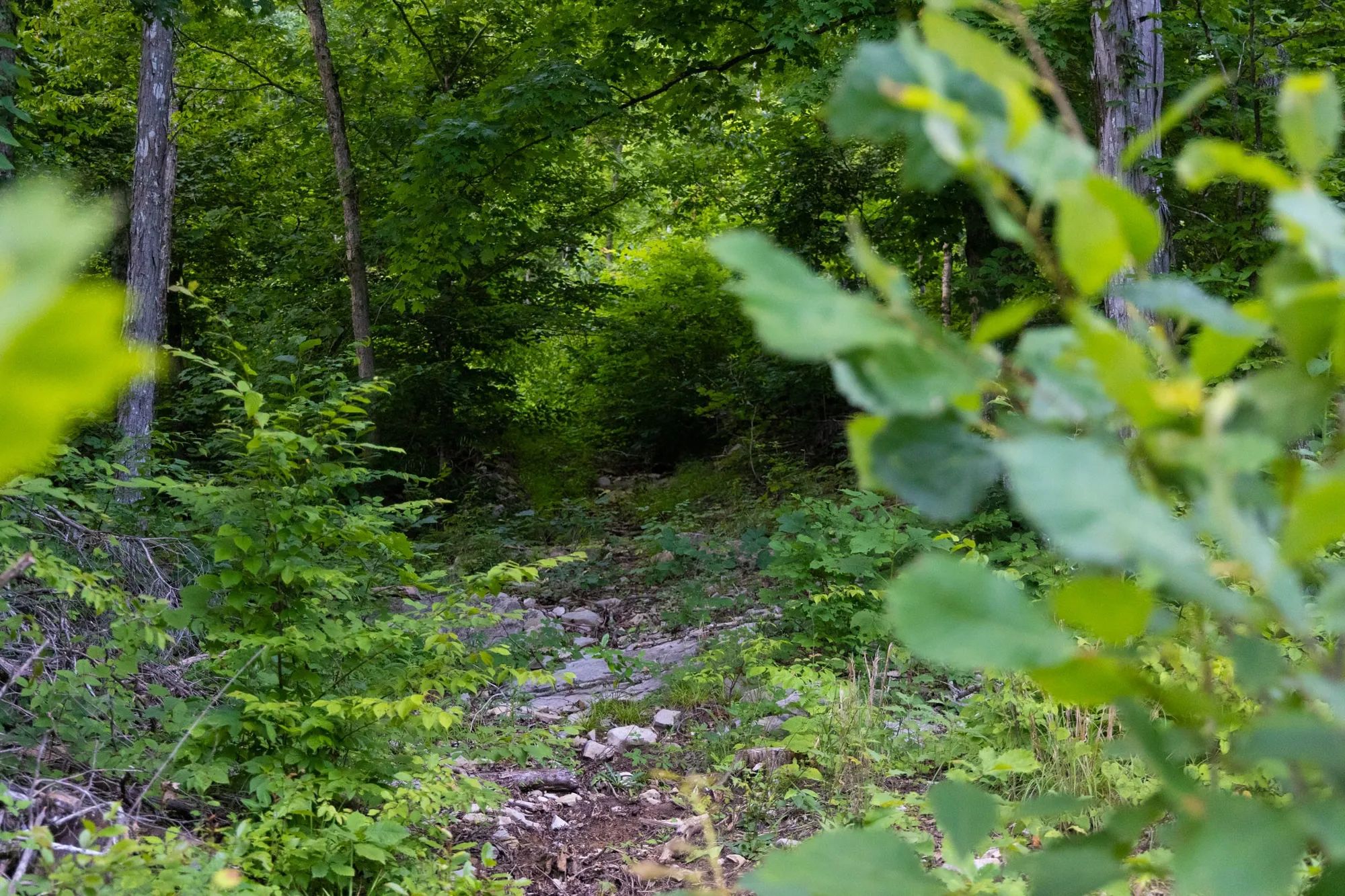 Poppy’s Point Tract 5 in Wayne County, KY