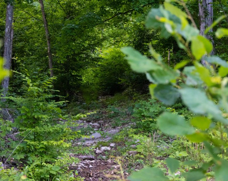 Poppy’s Point Tract 5 in Wayne County, KY