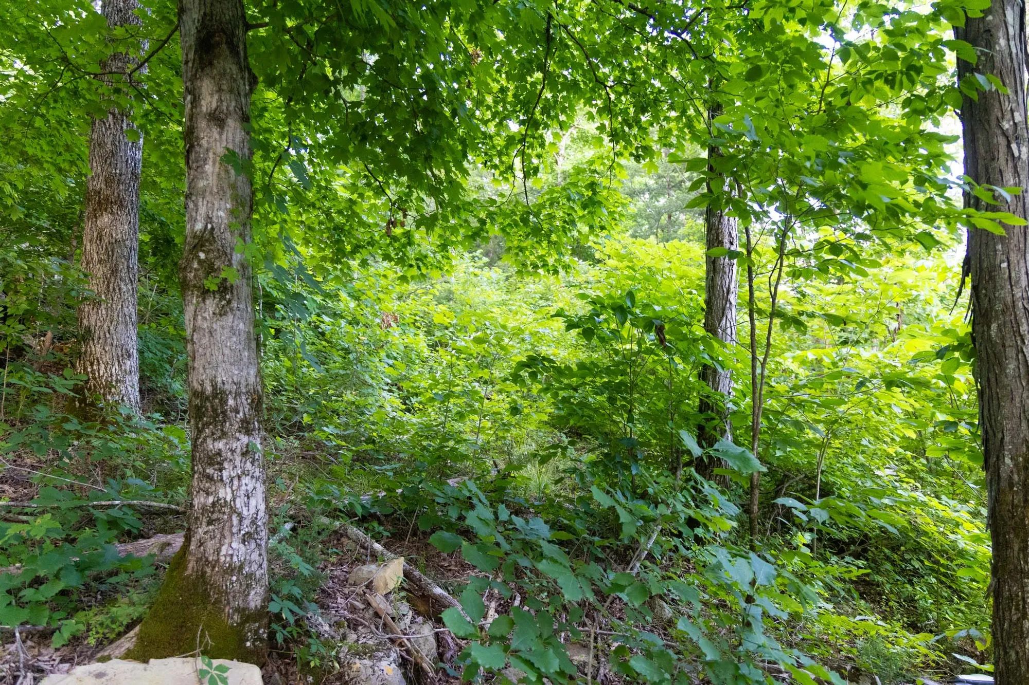 Poppy’s Point Tract 5 in Wayne County, KY