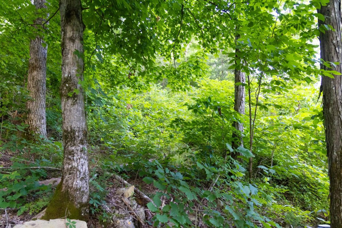 Poppy’s Point Tract 5 - Image 3