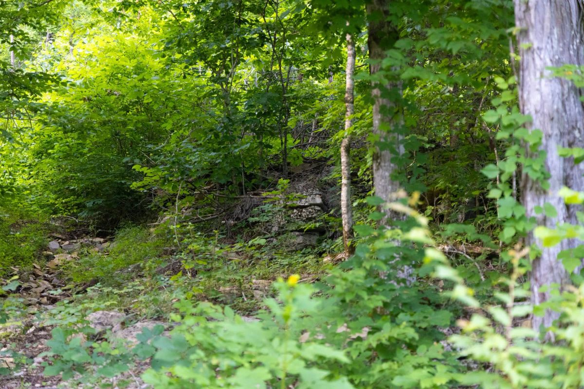 Decorative background for Poppy’s Point Tract 5 image 7
