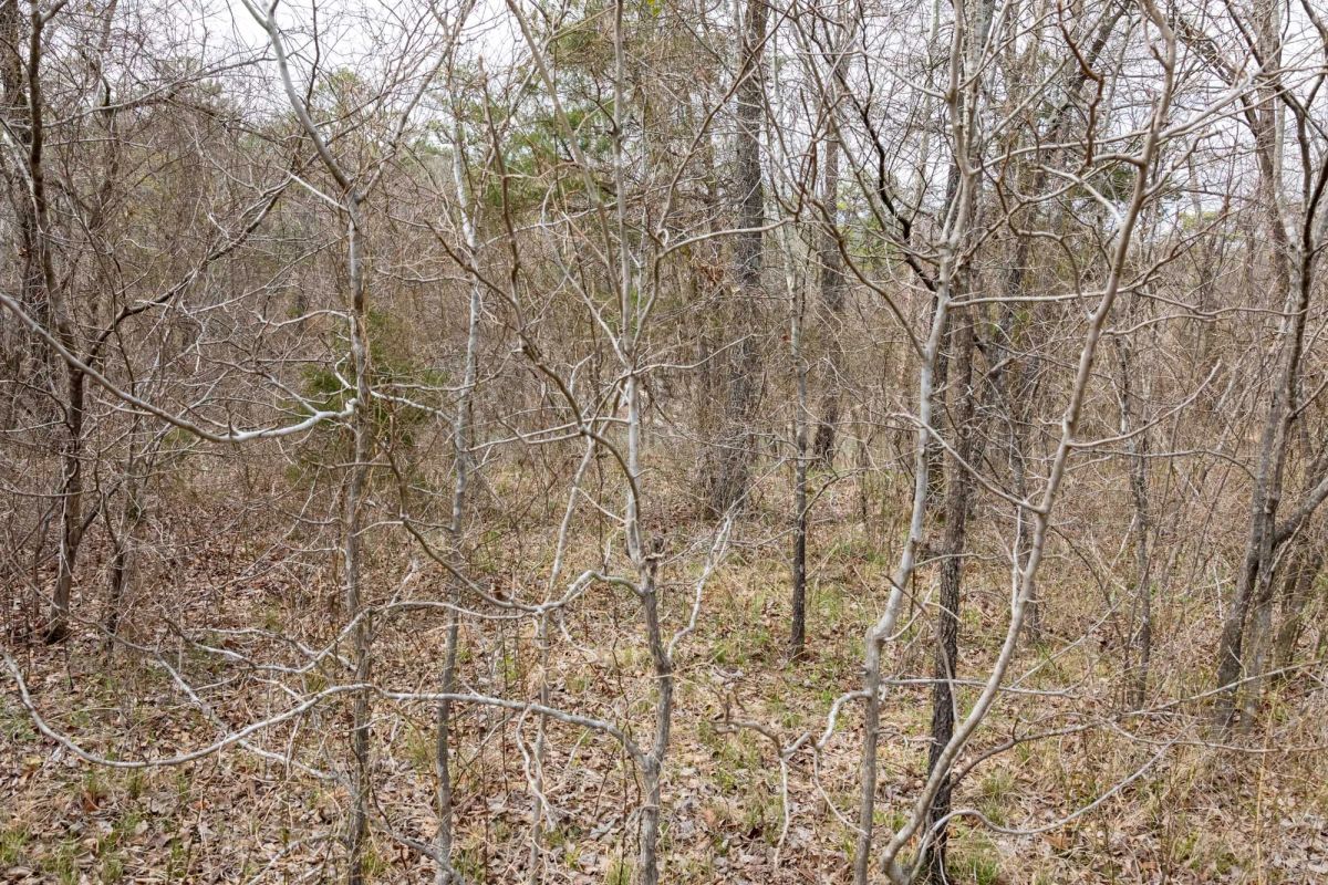 Decorative background for Stone Bridge Phase III Tract 159 image 5