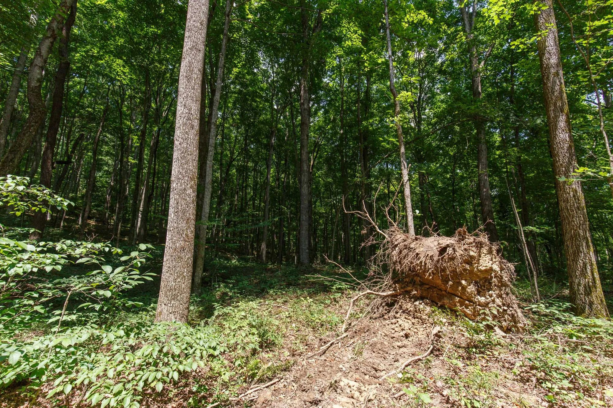 Rolling Hills Tract 10 in Wayne County, KY