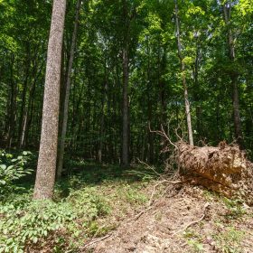 Rolling Hills Tract 10 in Wayne County, KY