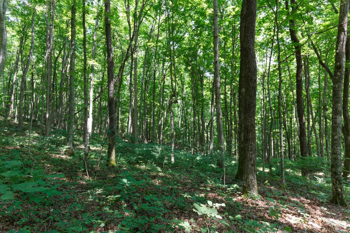 Decorative background for Rolling Hills Tract 10 image 6