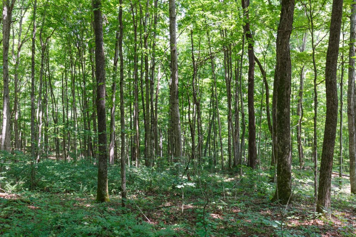 Decorative background for Rolling Hills Tract 10 image 9