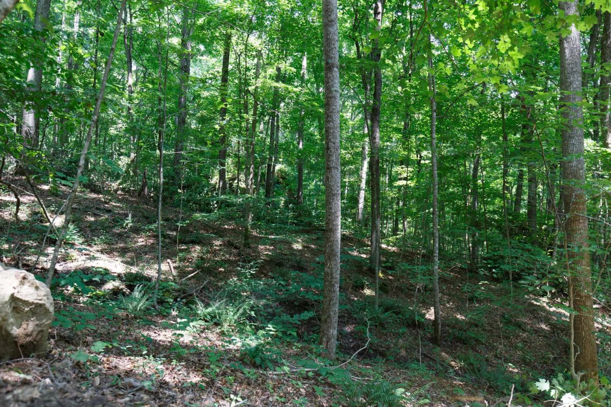 Decorative background for Rolling Hills Tract 10 image 10