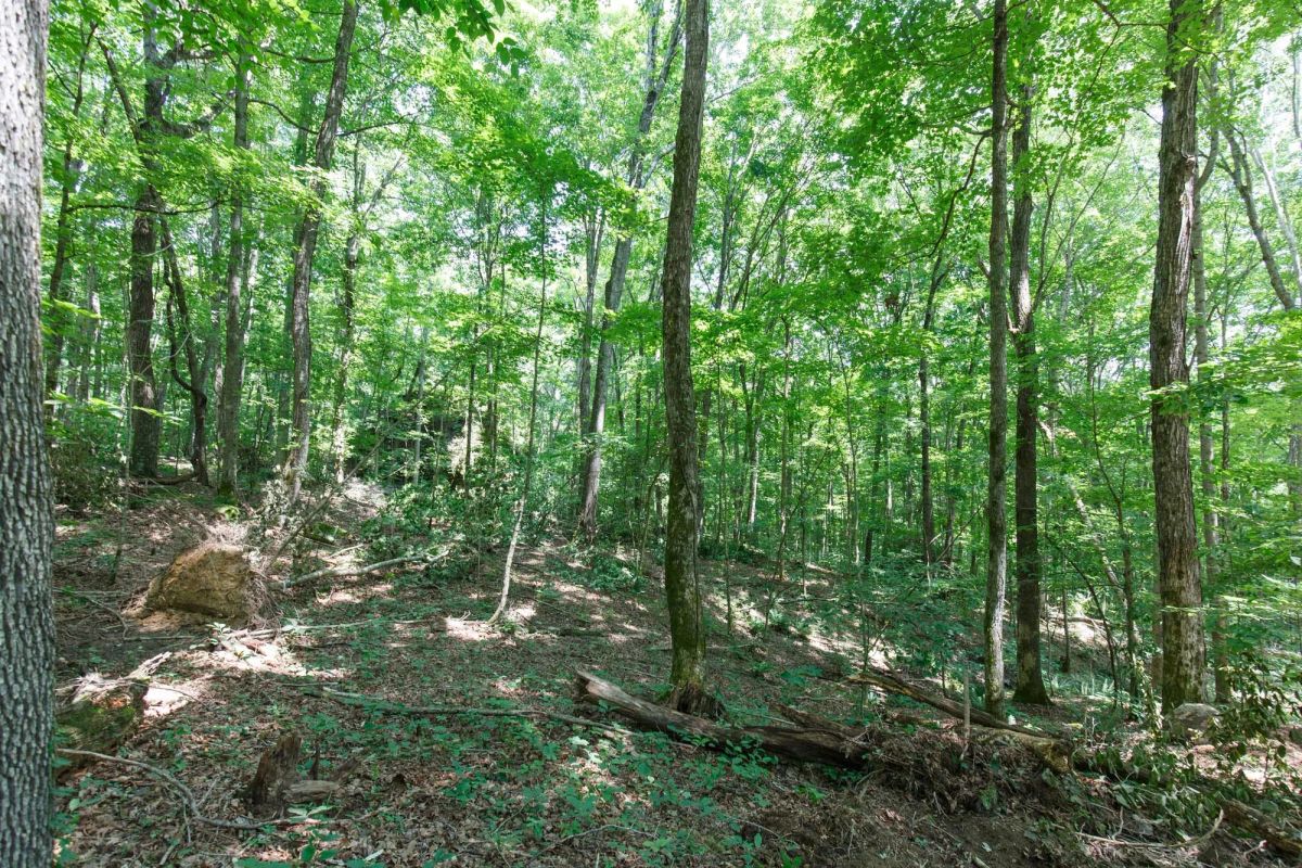 Decorative background for Rolling Hills Tract 10 image 12