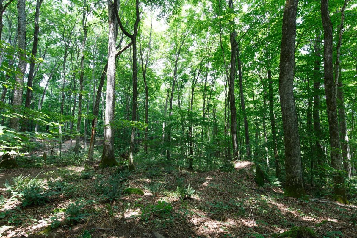 Decorative background for Rolling Hills Tract 10 image 15