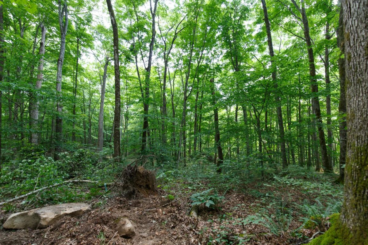 Decorative background for Rolling Hills Tract 10 image 17