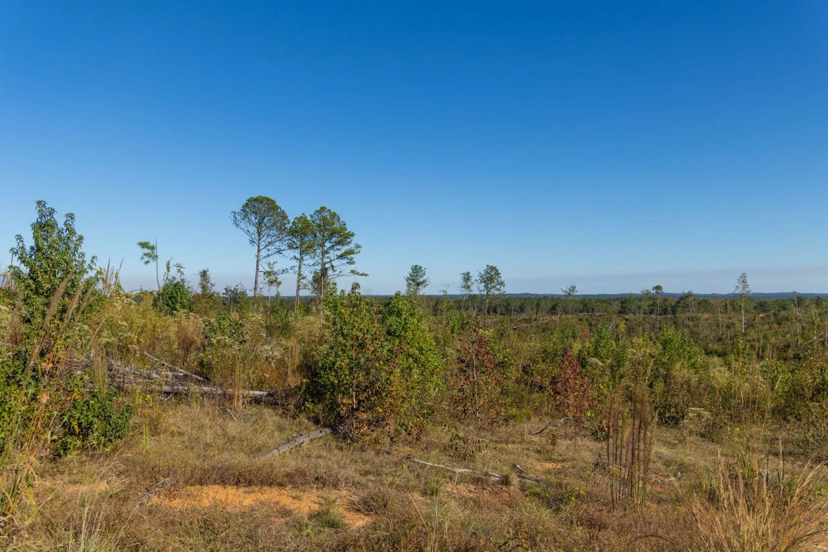 Decorative background for Meyer’s Ridge Tract 32 image 8