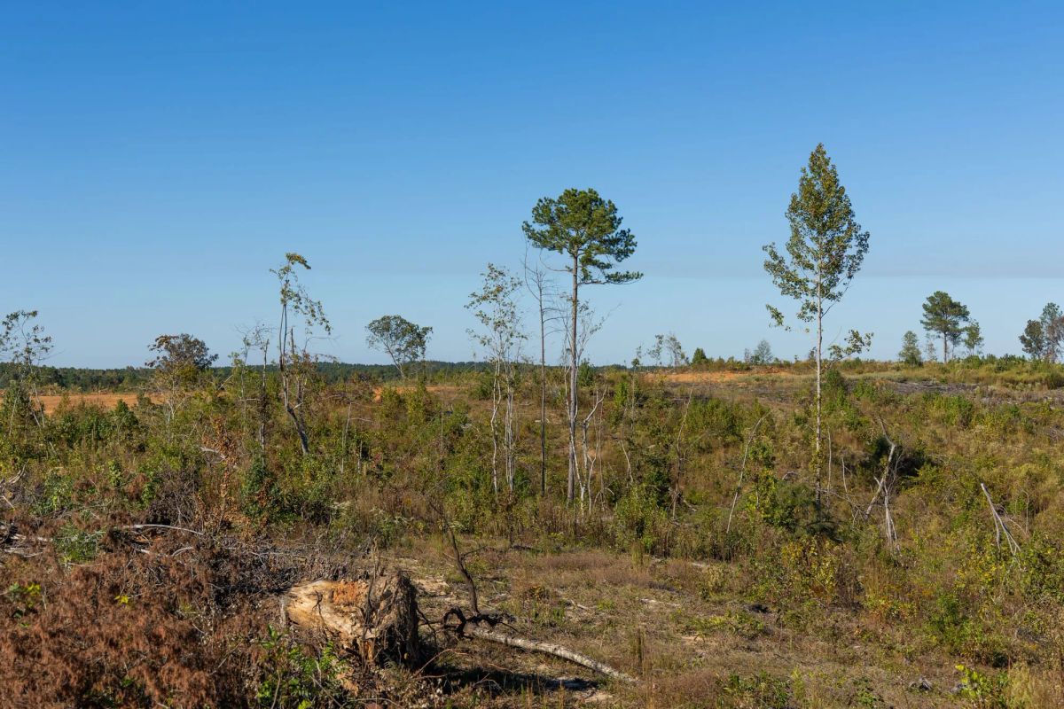 Decorative background for Meyer’s Ridge Tract 32 image 13