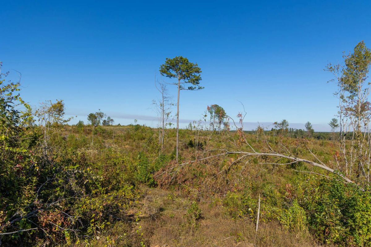 Decorative background for Meyer’s Ridge Tract 32 image 14