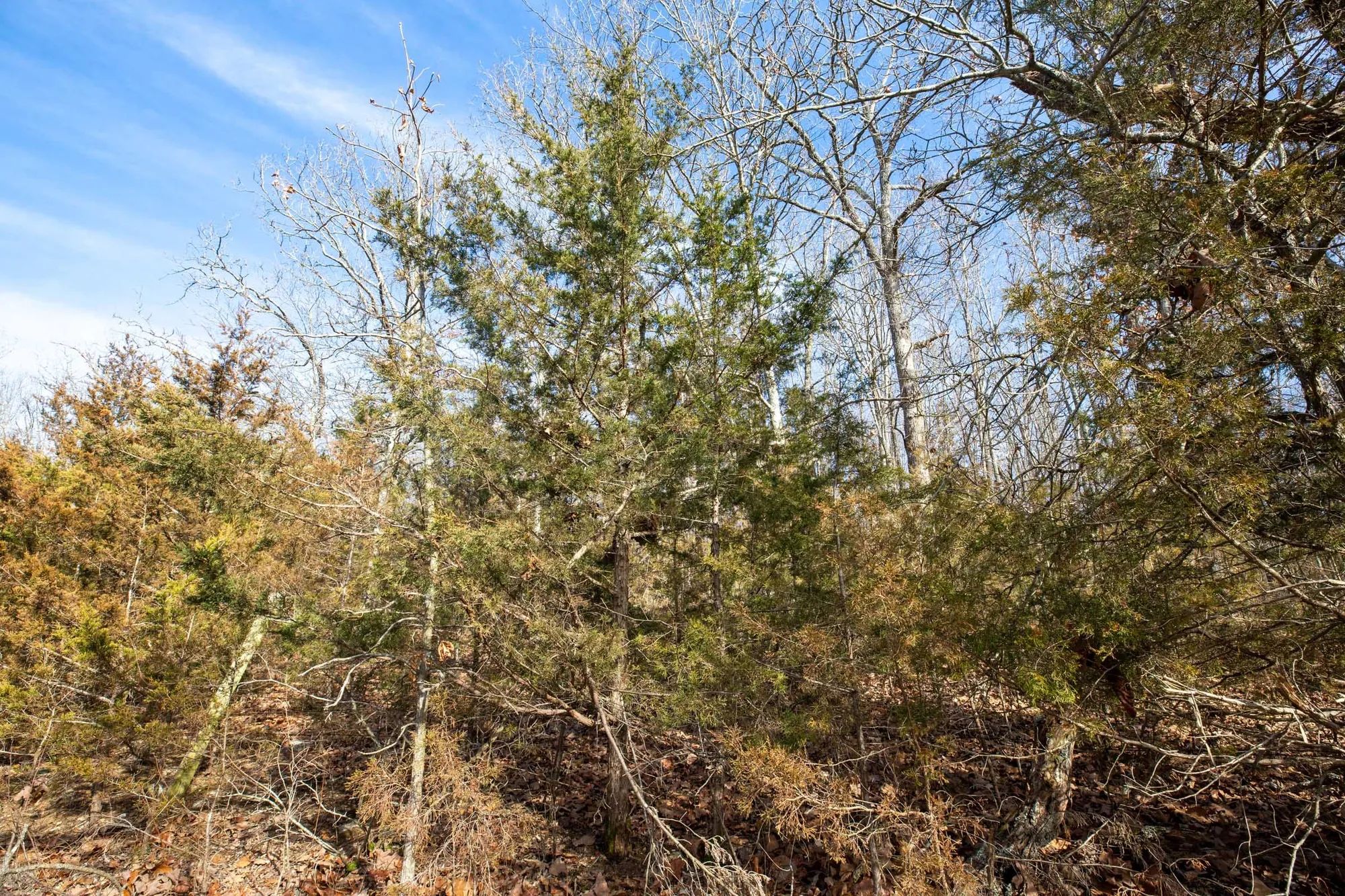Forest Hill Tract 13 in Texas County, MO